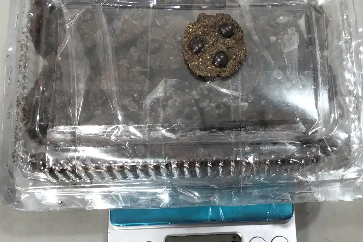 Penampakan Kue Cookies Campur Ganja Disita BNNP Sulsel dari Tangan 2 Mahasiswa Makassar