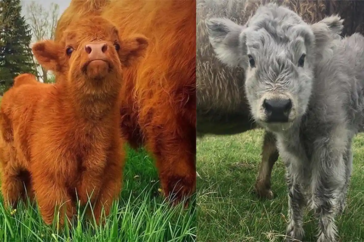 Ternyata Ada Sapi Seperti Ini, 8 Fotonya Bikin Meleleh, Gemas !