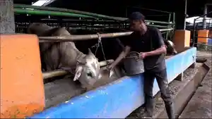 pemeriksaan-hewan-kurban34.jpg