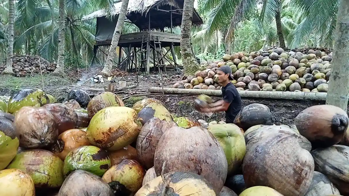 Pemkab Inhil Tolak Moratorium Pengurangan Ekspor Kelapa, Akibatkan Harga Turun