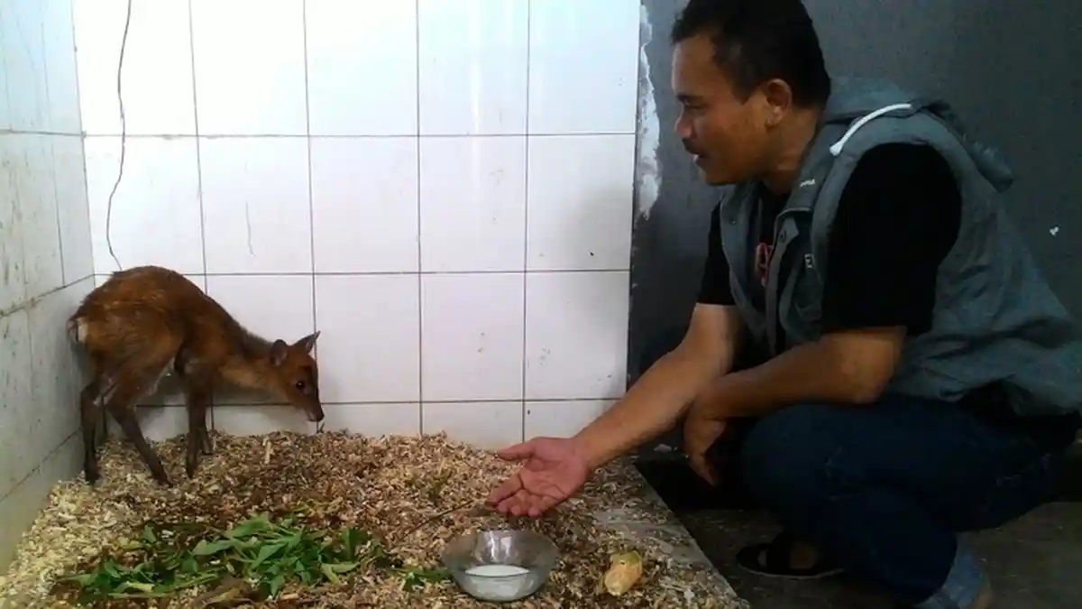 Dirawat Diam-diam Warga Kuningan, Anak Kijang Ini Tak Takut Ketika Didekati