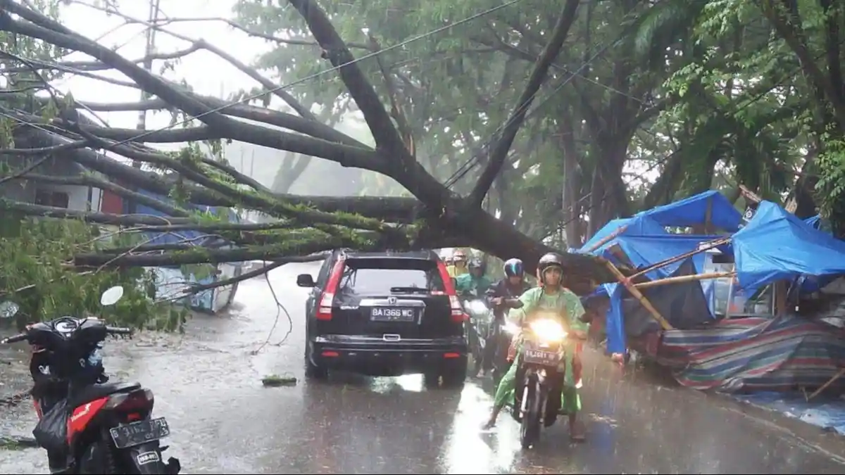 Pohon Timpa Mobil saat Hujan Deras di Padang, Tidak Ada Korban Jiwa