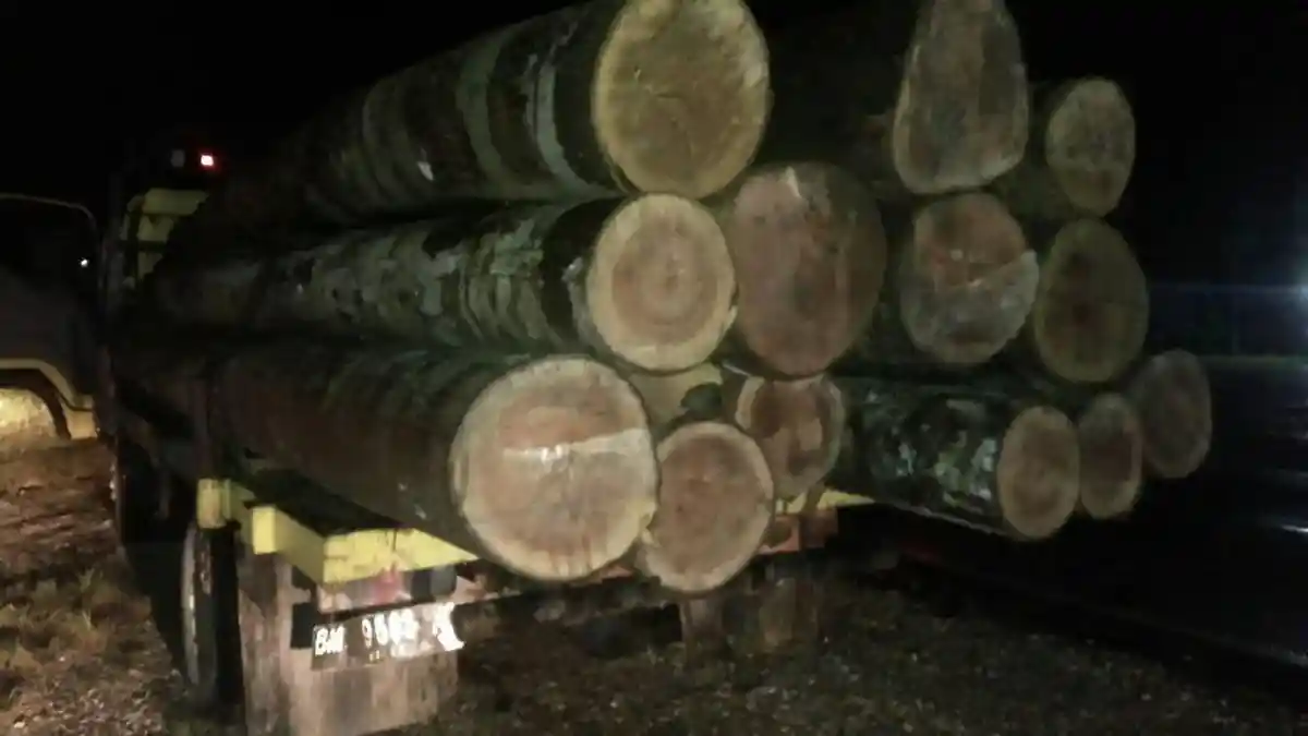Polsek Sengingi Hilir Amankan 28 Tual Kayu Hasil Ilegal Loging