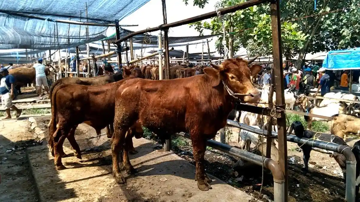 Jelang Idul Adha Kota Kediri Terbitkan Surat Keterangan Kesehatan Hewan, Berlaku 24 Jam