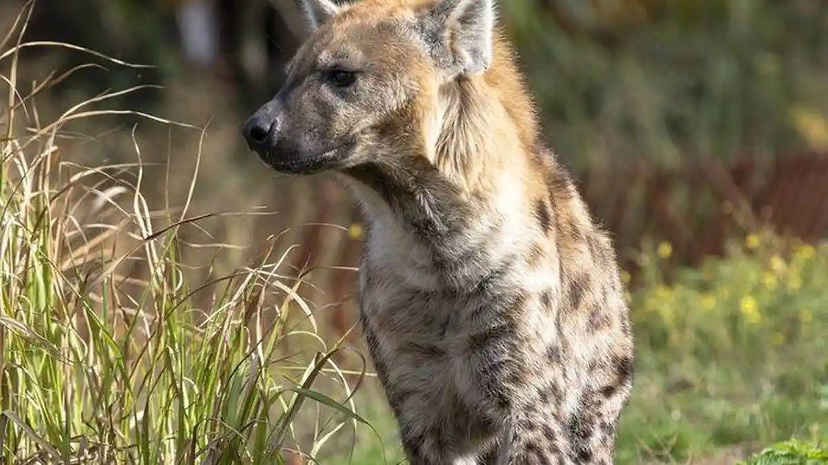 Bagaimana Cara Hyena Mempertahankan Diri dan Wilayahnya? Ini Penjelasannya