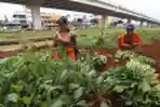 PPSU Cipinang Melayu Panen Sawi