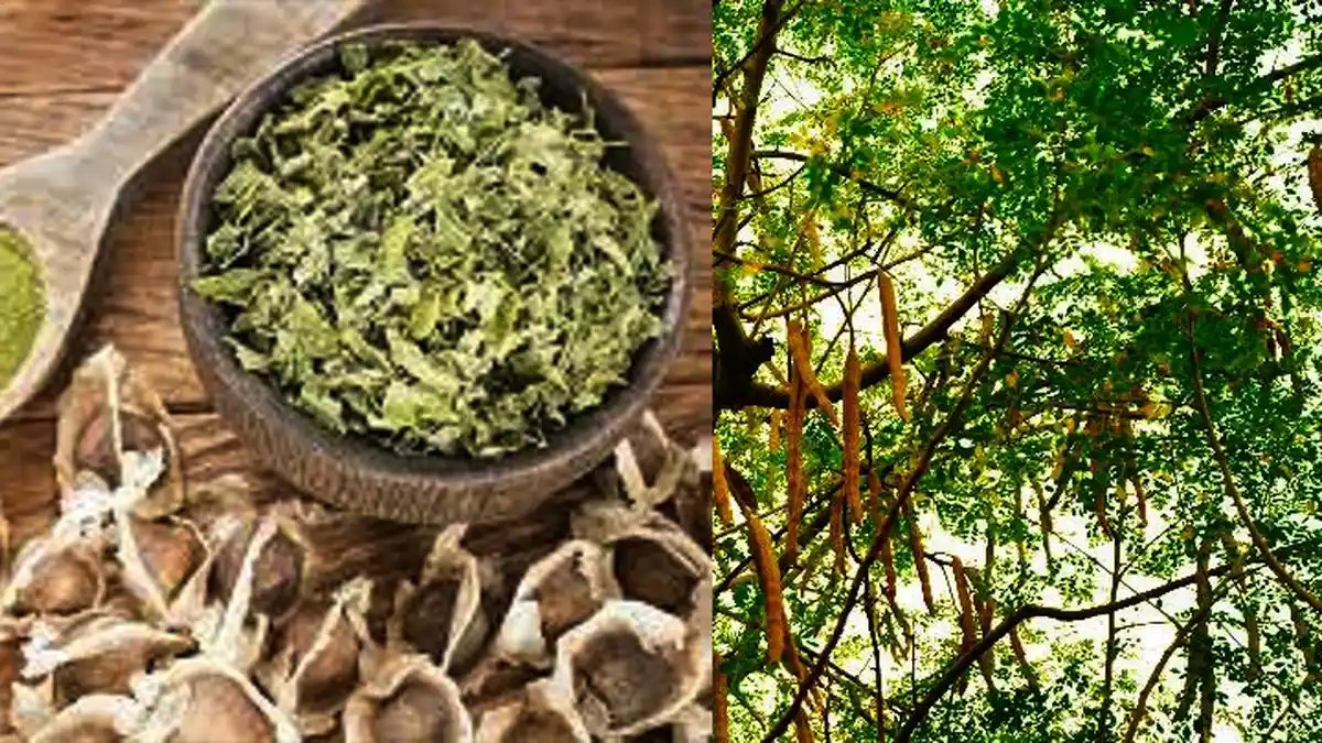 Cara Benar Mengonsumsi Biji Kelor, Jangan Berlebihan dan Waspada Interaksi Obat