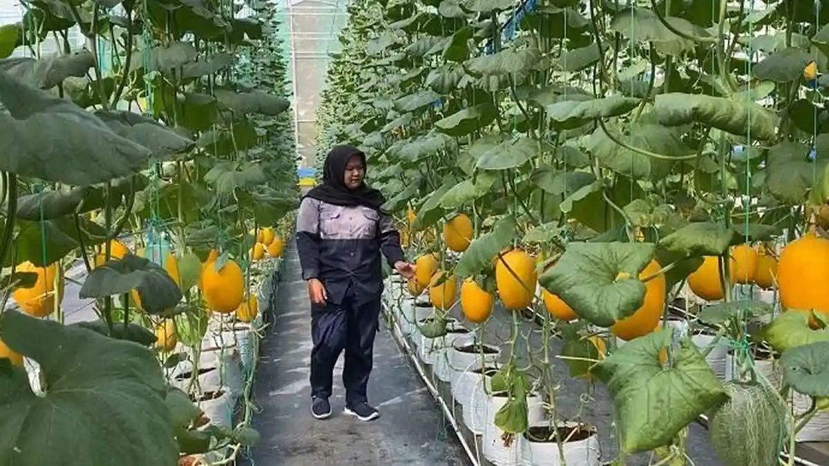 SMKN 1 Pandak Bantul Sulap Lahan 400 Meter Persegi Jadi Kebun Melon Impor