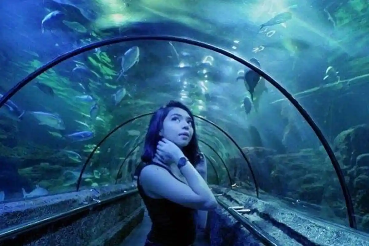 Berencana Liburan Natal & Tahun Baru di Seaworld Ancol, Cek Harga Tiket Masuk Terbaru Desember 2020