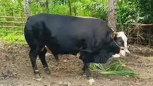 sapi-kurban-Presiden-Jokowi-di-Sulbar.jpg