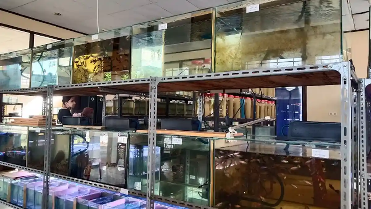 Geliat Bisnis Ikan Cupang di Masa Pandemi Covid-19 di Padang