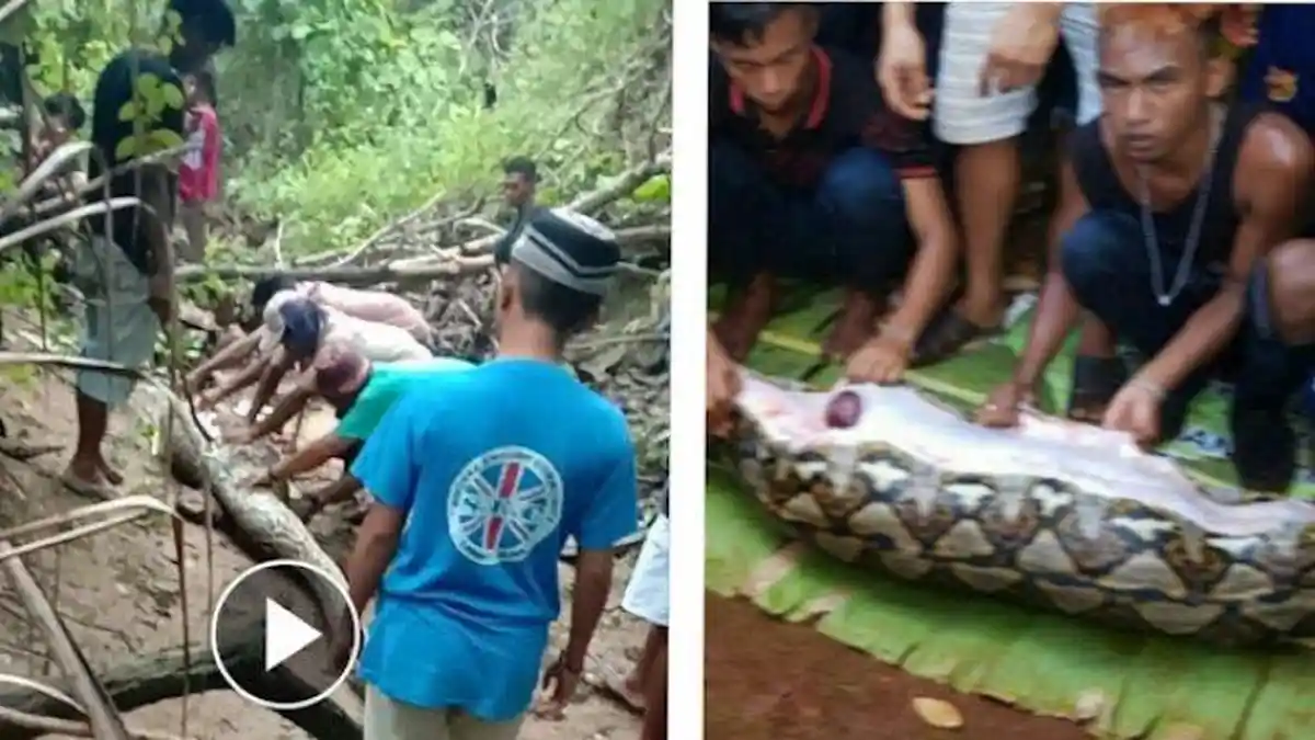 Ular Piton Telan Sapi, Warga Mengamuk Tebas Lehernya hingga Membelah Perutnya