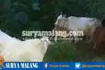 pencurian-sapi-di-pasuruan_20161105_103056.jpg