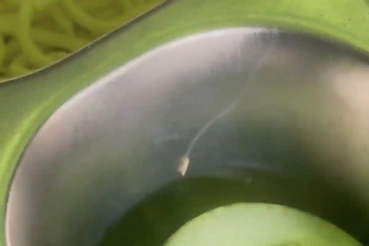 Viral Video Belatung di Menu MBG Bangkalan, Satgas Akui Ada Kelalaian