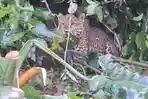 Macan Tutul Ditemukan Terjerat di Kawasan Puncak Bogor, TSI Lakukan Evakuasi