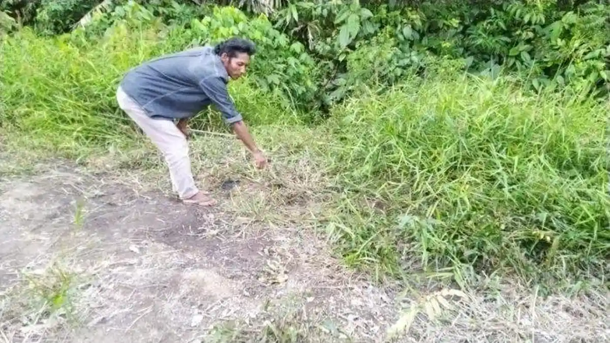 Rano Kaget Ternak Sapi Miliknya Tinggal Tulang dan Kulit di Semak-semak, Diduga 'Dimutilasi' Pencuri
