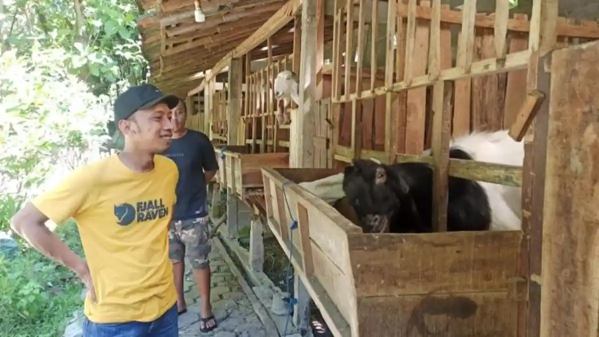Jelang Idul Adha, 74 Kambing Milik Peternak di Desa Gedongsari Blora Habis Terjual