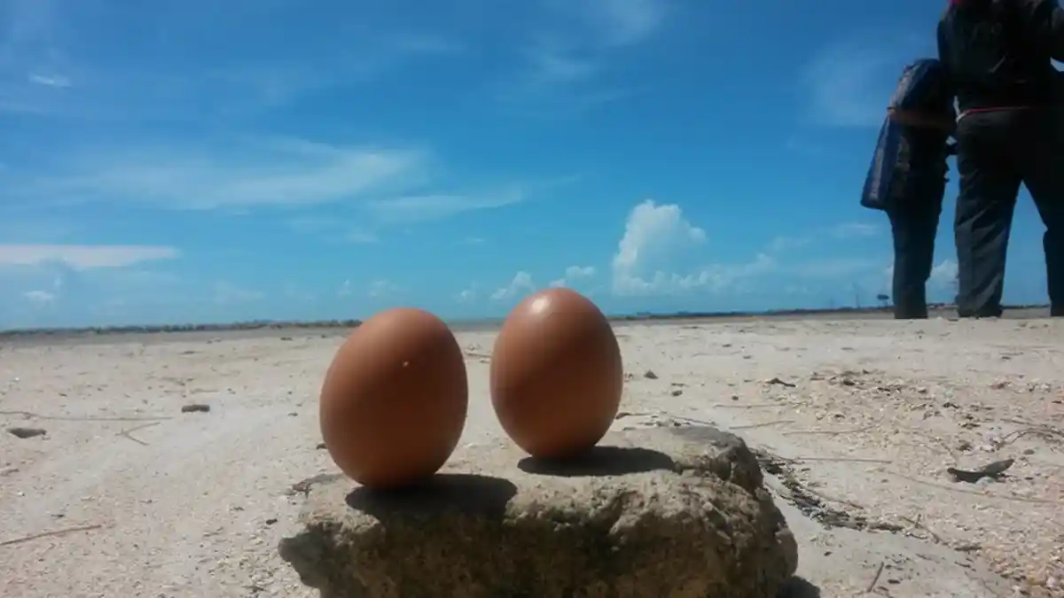 Penjelasan Soal Telur Bisa Berdiri Tegak di Hari Tanpa Bayangan, Benar-benar ada Kaitannya?
