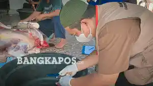 Sejumlah-petugas-kesehatan-ketika-melakukan-pemeriksaan-jeroan-sapi-kurban.jpg