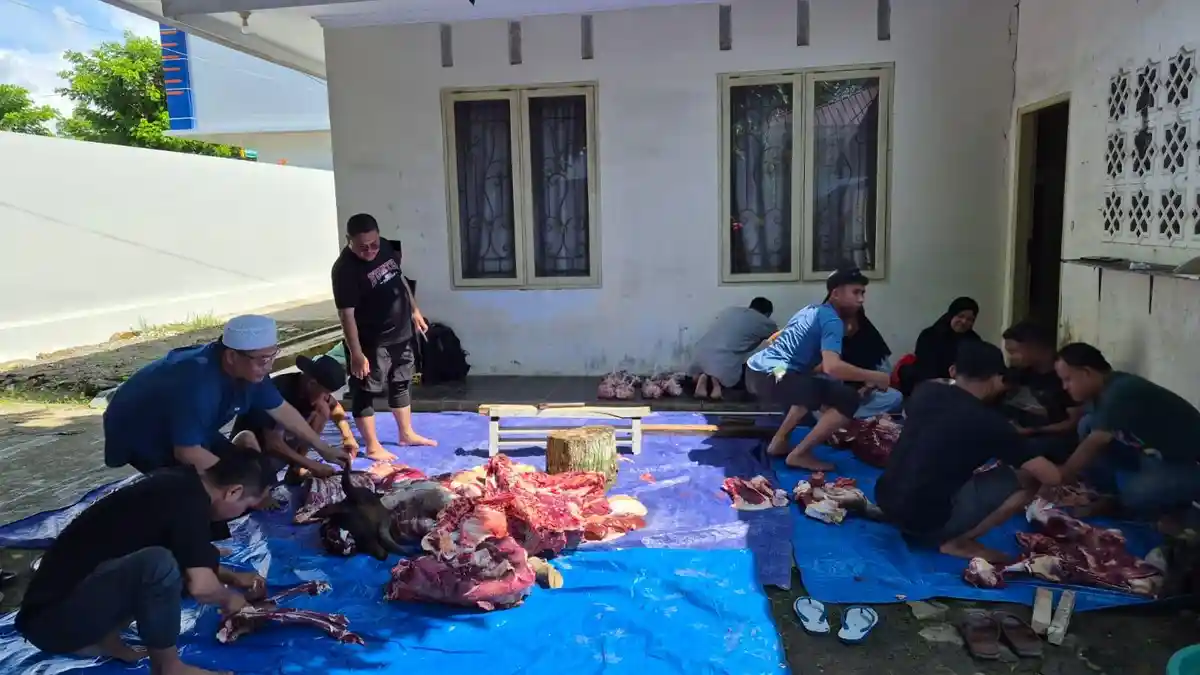 BRI Cabang Sinjai Kurban 5 Ekor Sapi, Dibagikan ke Pegawai dan Warga Kurang Mampu