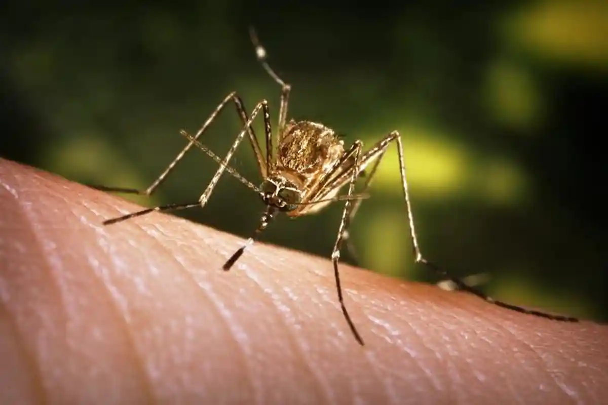 Hasil Lab: 5 Warga Kulon Progo yang Sebelumnya Suspek Dipastikan Negatif Japanese Encephalitis