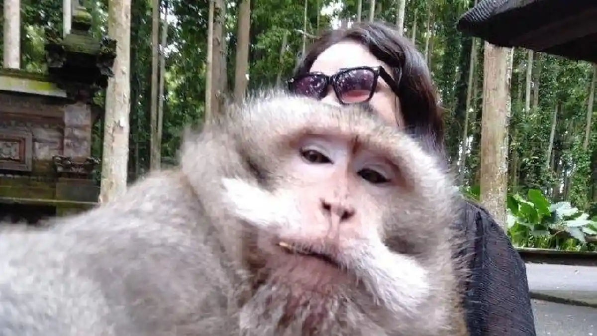 Tips Berfoto Selfie Bersama Monyet saat Berkunjung Sangeh di Bali