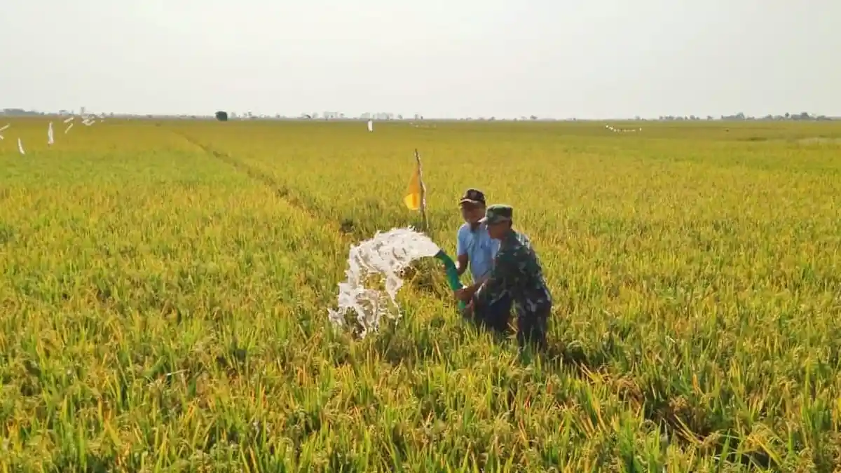 Minimalisir Dampak Kemarau, Kementan Turunkan Tim Mitigasi Kekeringan