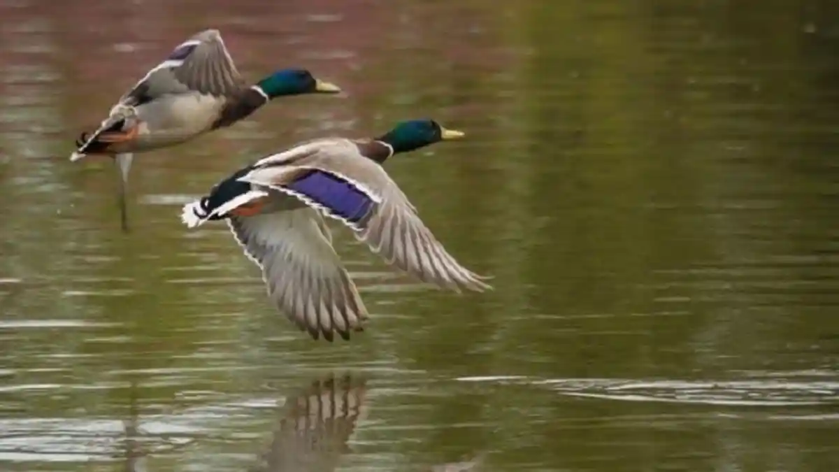 Kasus Pembunuhan yang Dilakukan Hewan, Mulai Hamster Hingga Bebek