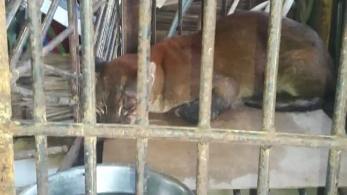 Kucing Emas Langka yang Terjerat Perangkap Babi Sudah Mati Dikerubungi Lalat, Ini Penjelasan BKSDA