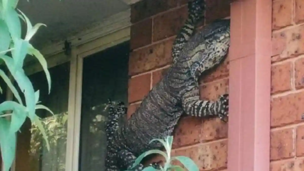 Ini Penampakan Kadal Raksasa 1,5 Meter Nempel di Dinding Rumah