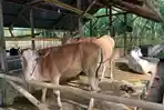 Sapi-kurban-milik-Ibrahim-Idrus.jpg