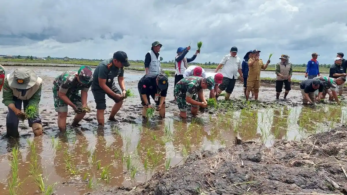 Satgas Swasembada Pangan Akselerasi Tanam Padi di Bangka Selatan