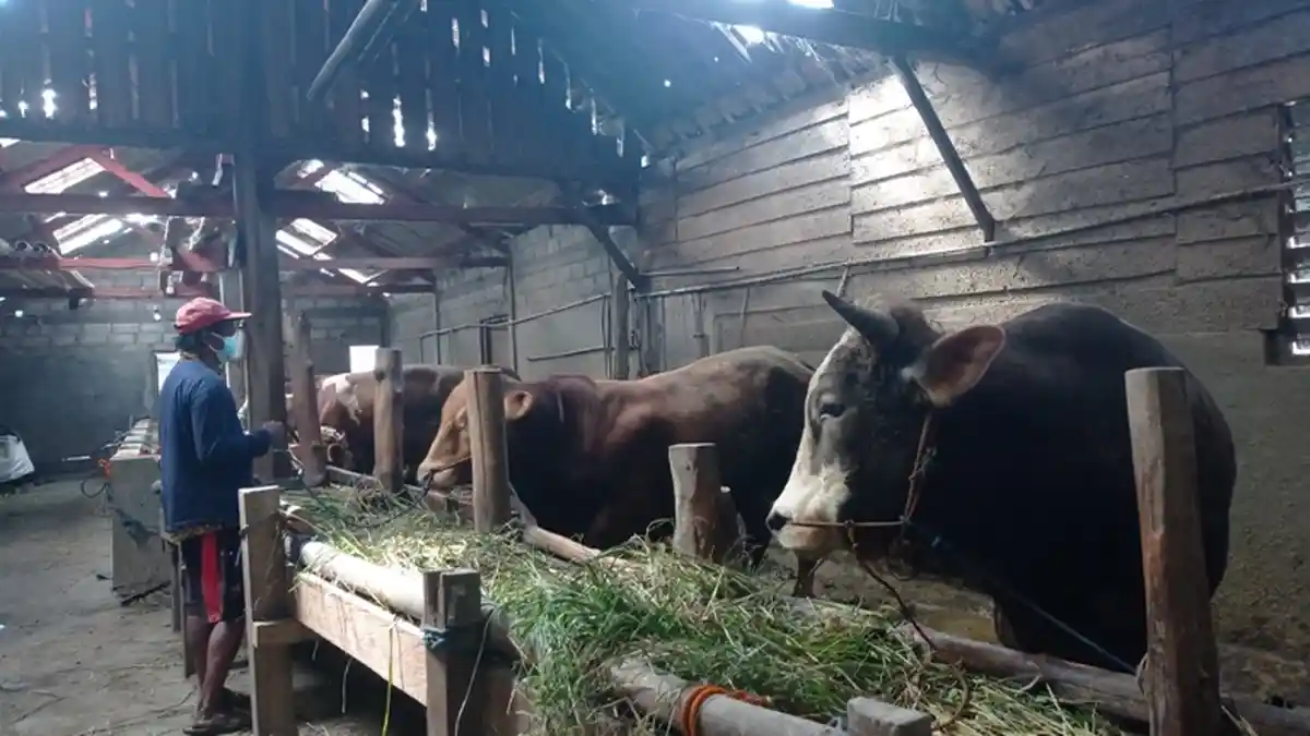 Imbas PPKM, Permintaan Sapi Jelang Iduladha di Kabupaten Semarang Anjlok 50 Persen