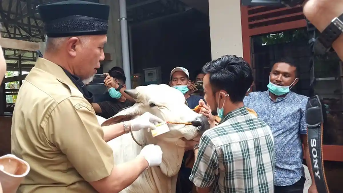 Stiker untuk Hewan Kurban Layak Sembelih, Wali Kota Padang: 80 Persen Telah Diperiksa