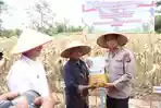 Kapolda Aceh Panen Jagung dan Bagikan Bibit kepada Kelompok Tani di Aceh Singkil