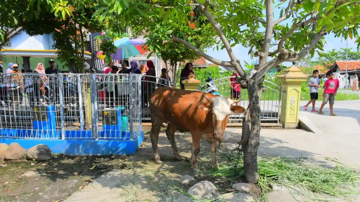 Warga Terdampak Rob di Pekalongan Dapat Bantuan Sapi Kurban dari Bupati Fadia