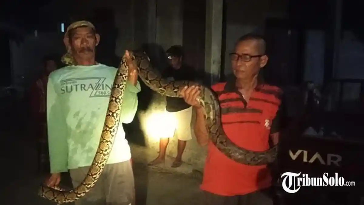 Piton 3 Meter Masuk Kandang Bebek di Klaten Jateng, Diduga Pasangan Ular yang Ditangkap 10 Hari Lalu