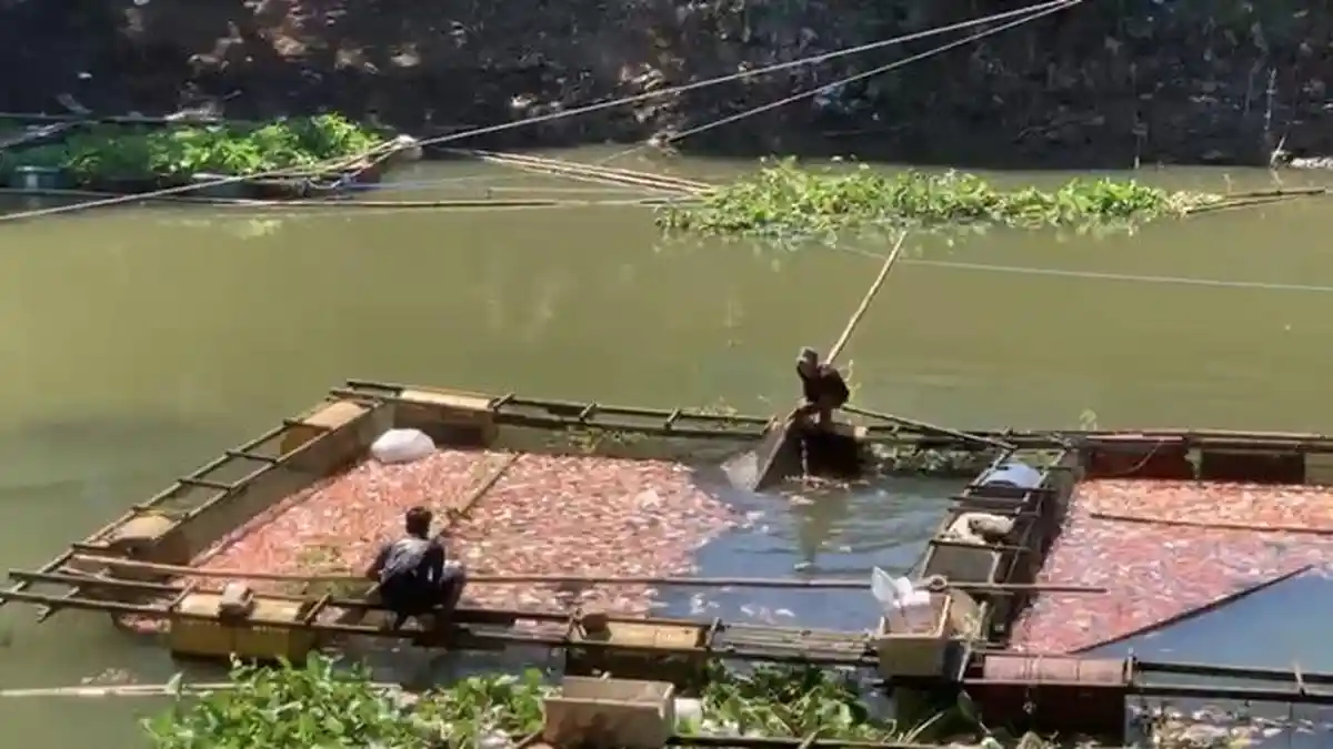 TERPOPULER KALSEL - Ribuan Ikan Mati, Bocah Terpapar Radikalisme, 86 Pengusaha Kuliner Dapat Teguran - Banjarmasinpost.co.id