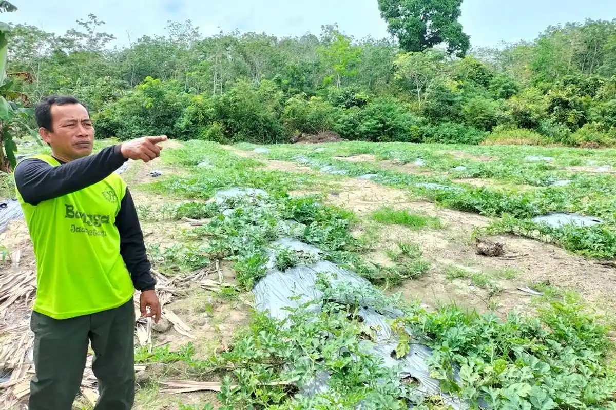 Petani Semangka Persiapkan Lahan Tambahan Jelang Puasa 2023