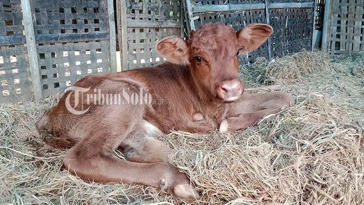 Suwarno Rela Tidur di Gubuk, Jaga Sapi Limosin Berkaki 3 di Sragen, Banyak Orang Berminat Membeli