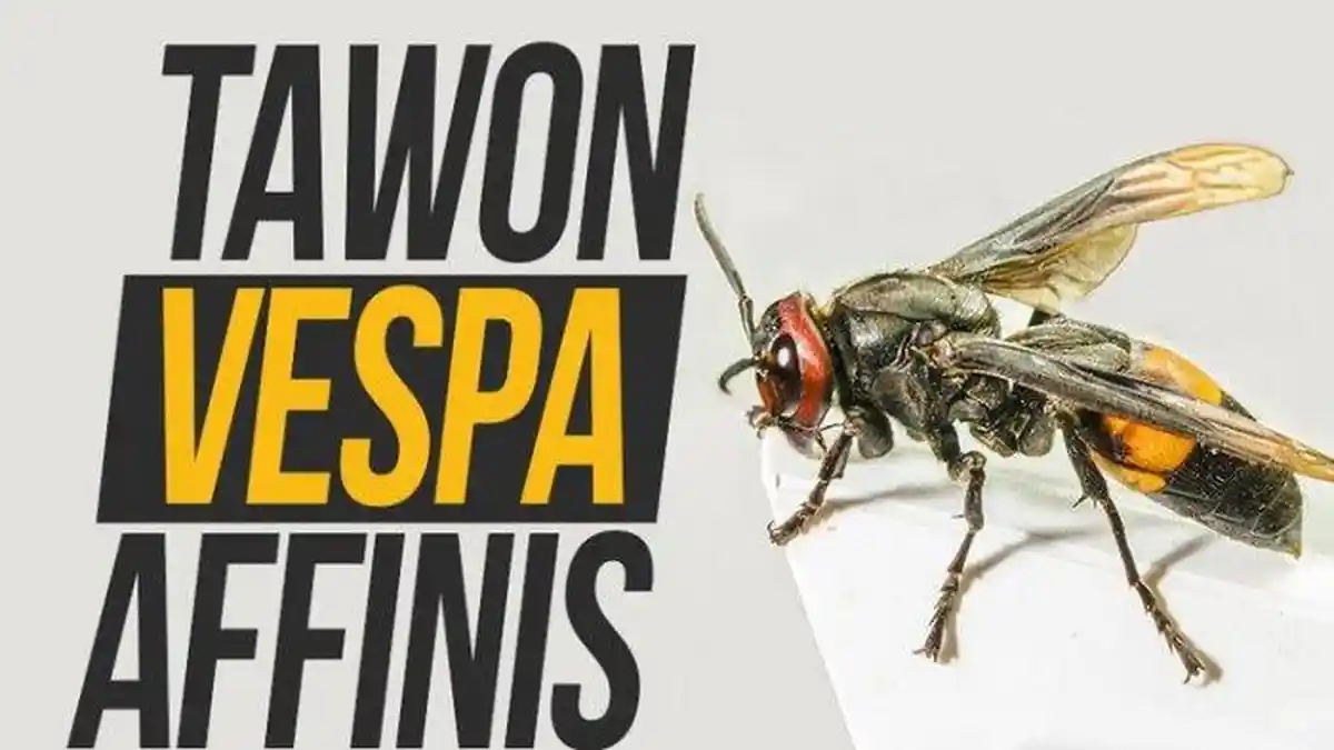 Waspada Tawon Vespa, Sengatannya Bisa Tewaskan Manusia, Ini Cara Pindahkan Sarangnya