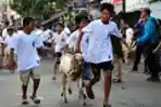 Tradisi Arak-arakan Hewan Kurban Warga Sukoharjo Kota Malang