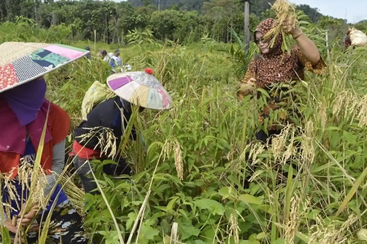 Milenial dan Gen Z Sudah Mulai Bertani, Mentan Ungkap Peluang Ekonomi yang Menjanjikan