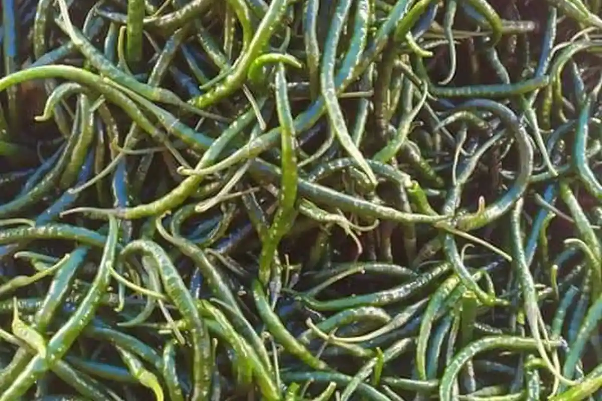 Harga Cabai Hijau dan Cabat Rawit juga Turun, Ini Harga di Pasar Induk Lambaro Aceh Besar