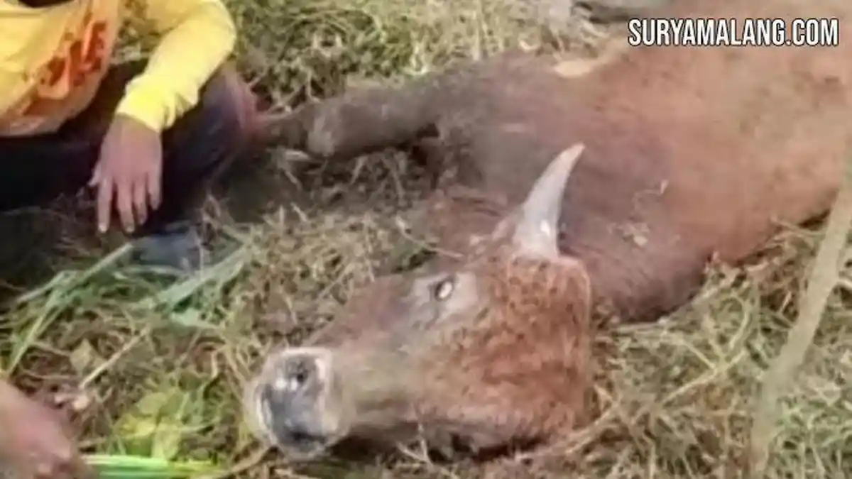 Masa Suram Kaum Peternak Sapi Jelang Idul Adha Gara-gara Lumpy Skin Disease Merajalela