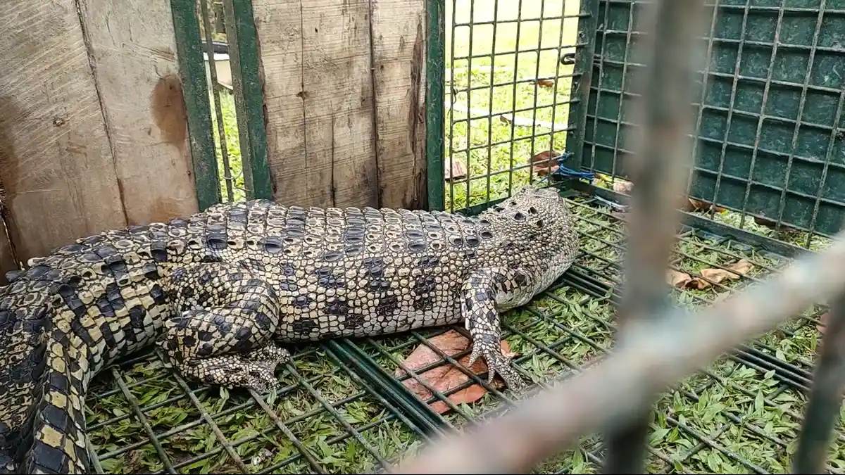 Buaya di Sungai Citanduy Bisa Ditangkap, Kepala BKSDA: Masih Ada yang Lebih Besar