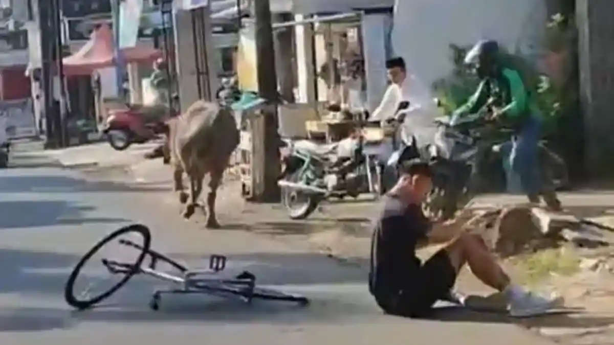 Kerbau Kurban di Kudus Mengamuk dan Lepas, Tabrak Pesepeda Sampai Terpelanting