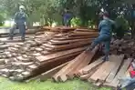 illegal-logging_20180704_153310.jpg