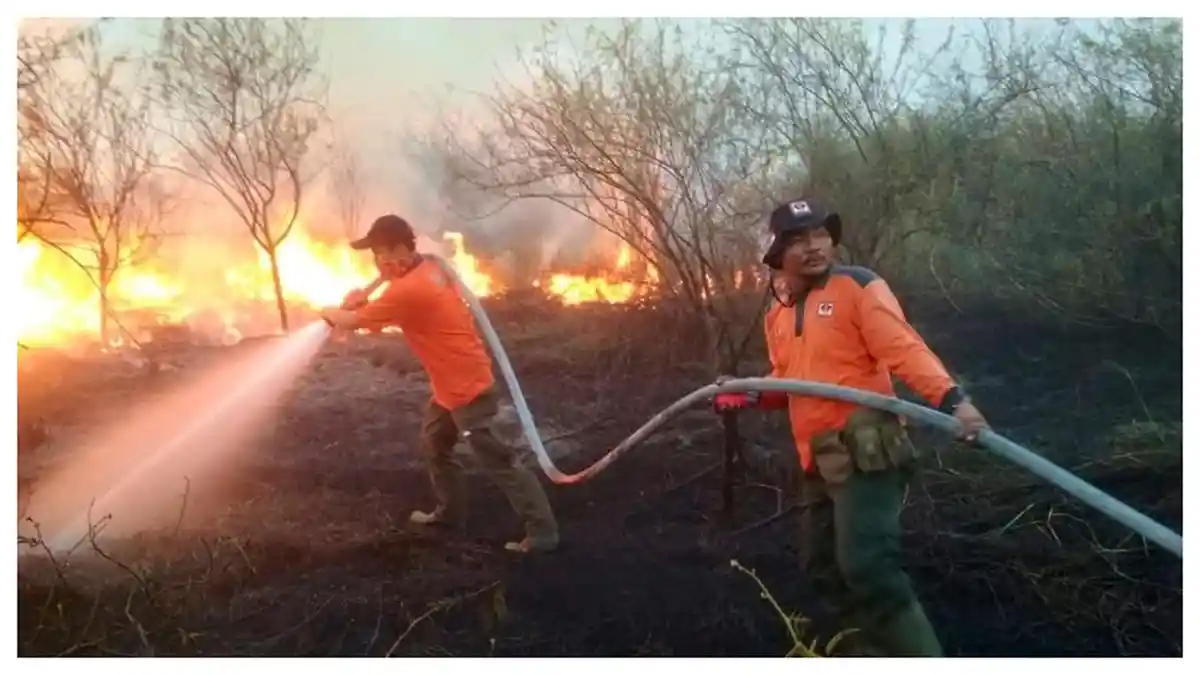 99 Persen Kebakaran Hutan Terjadi karena Ulah Manusia, BPNP Ajak Jaga Alam Bersama