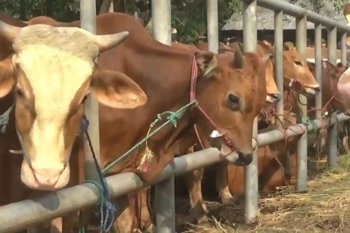 Jelang Idul Adha, Hampir 1.000 Sapi di Purwakarta Divaksin agar Terhindar dari Penyakit Lato-lato